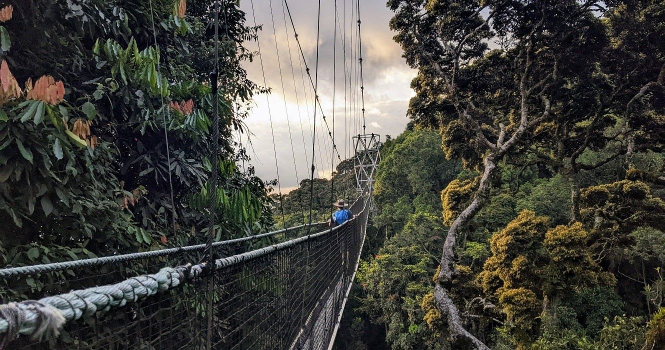 Canopy Walk in Nyungwe