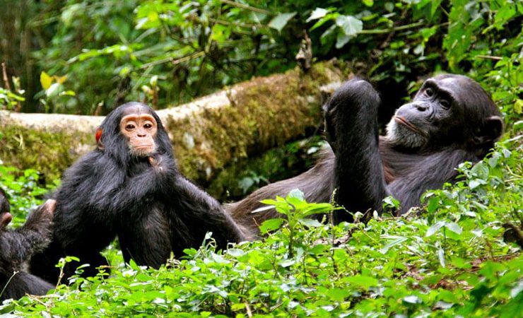 Chimpanzees in Nyungwe