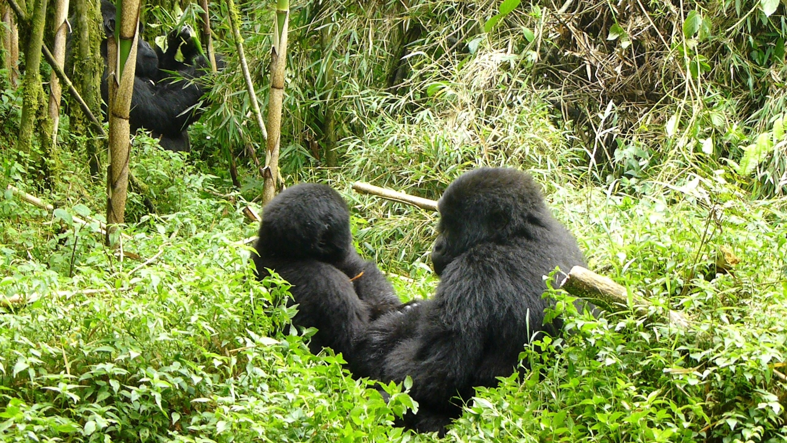 Gorilla Trekking Adventure